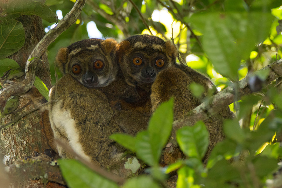 Avahi Laniger Tanalahorizon Madagaskar Travels Since 1995