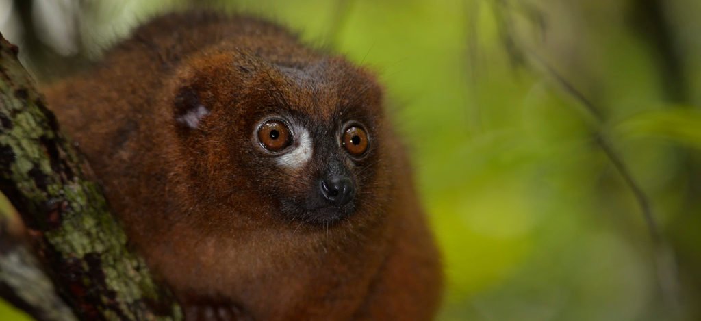 Eulemur rubriventer - Tanalahorizon - Madagaskar travels since 1995