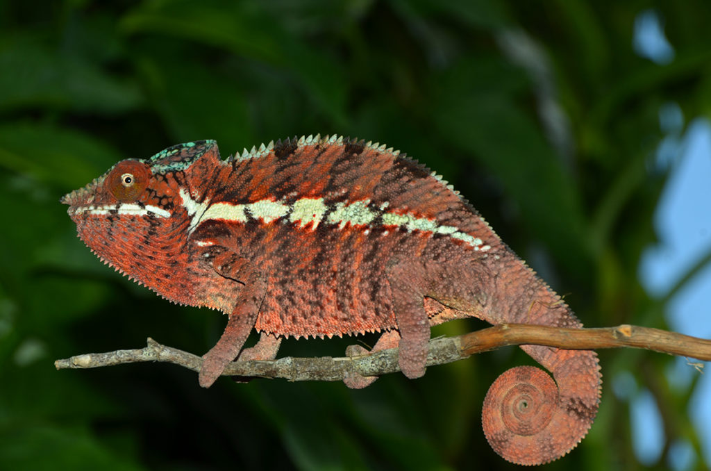 Pantherchamäleon in Ankaramibe - Tanalahorizon - Madagaskar travels ...